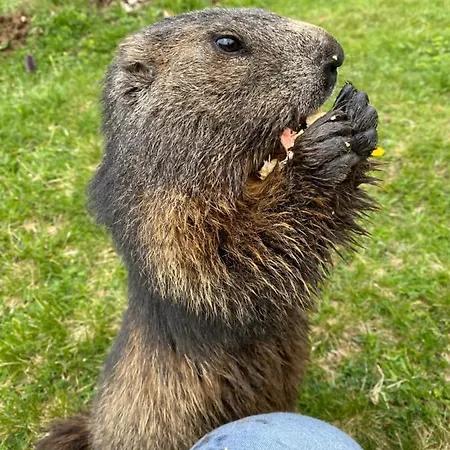 Moderne Kaminstube Апартаменты Рамзау