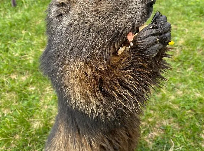 Moderne Kaminstube Apartamento Ramsau am Dachstein